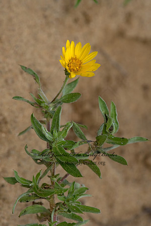 Heterotheca camporum  LEMONYELLOW FALSE ASTER 3026245-z