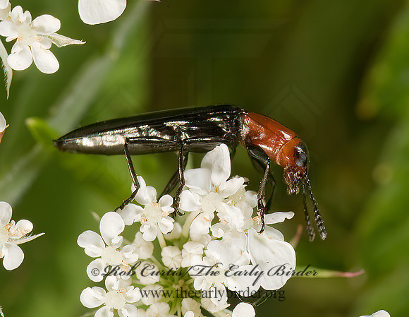 Acropteroxys gracilis  SLENDER LIZARD BEETLE 8007197z