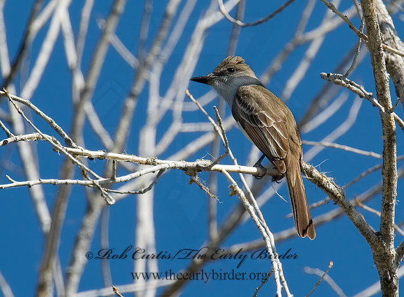 Myiarchus tyrannulus  BROWN-CRESTED FLYCATCHER 5006281z