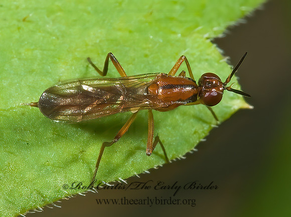Loxocera cylindrica  RUST FLY 5001504 spz