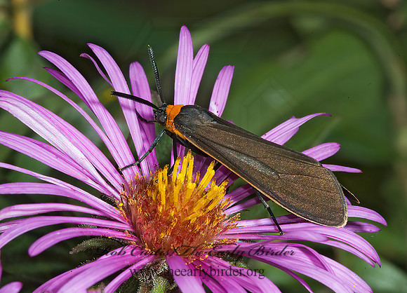 Cisseps fulvicollis YELLOW-COLLARED SCAPE MOTH 5016114 z