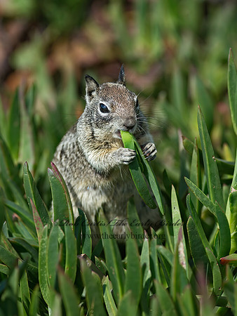 Otospermophilus beecheyi  CALIFORNIA GROUND SQUIRREL 9055773z