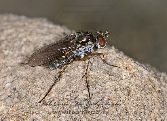 Pelastoneurus  LONGLEGGED FLY  6007837z