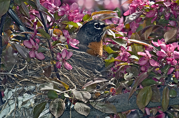 Turdus migratorius  AMERICAN ROBIN 5006886z