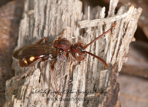 Nomada ruficornis grp  NOMAD BEE 8034063z