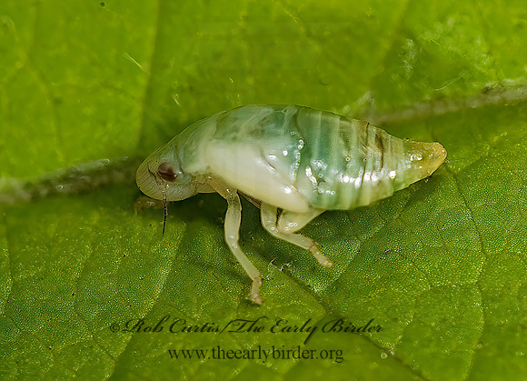 Cercopidae  SPITTLEBUG 8022860z