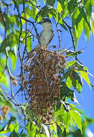 Pachyramphus aglaiae  ROSE-THROATED BECARD 94628z