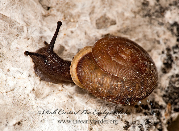 Xolotrema foster  POLYGYRID SNAIL 8023474z