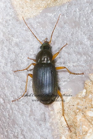 Chlaenius (Chlaeniellus) oxygonus~ 7003082z