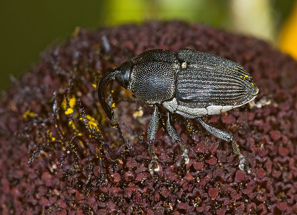 Odontocorynus scutellemalbum 6008798 z