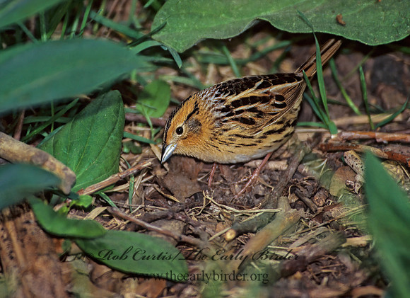 Ammospiza leconteii  LE CONTE'S SPARROW 280610z