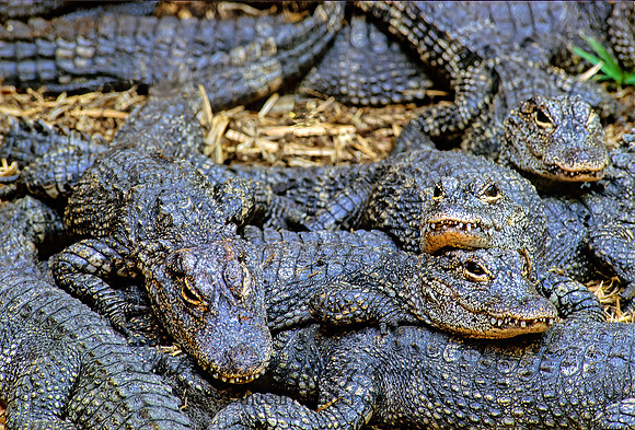 Alligator sinensis  CHINESE ALLIGATOR 276317z
