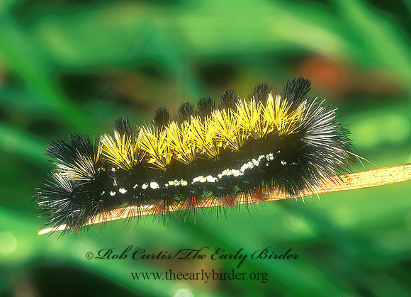 Ctenucha virginica VIRGINIA CTENUCHA 182004 z