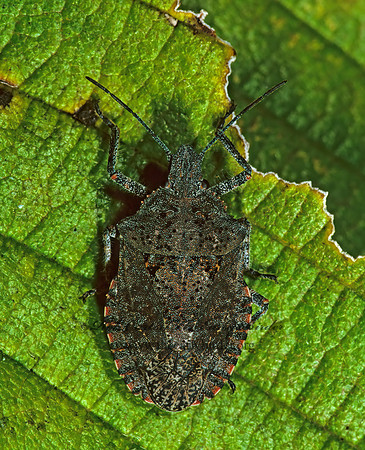 Brochymena quadripustulata  4-HUMPED STINKBUG 1286524z