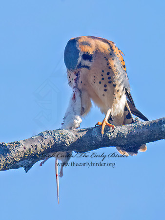 Falco sparverius AMERICAN KESTREL 9086018z