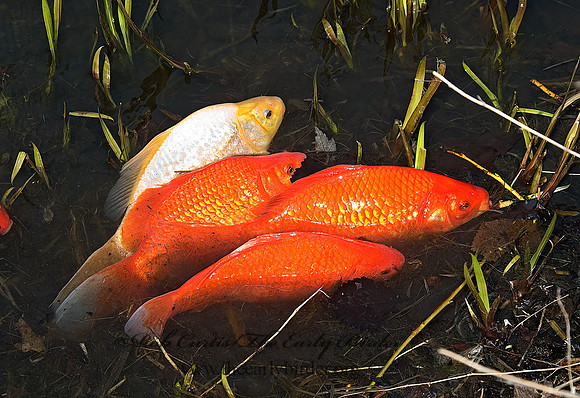 Cyprinus carpio  KOI 5004853z