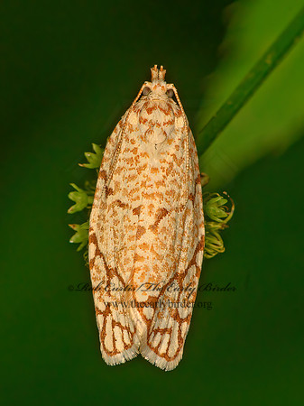 Argyrotaenia quercifoliana  LINED OAK LEAFROLLER  3021765z