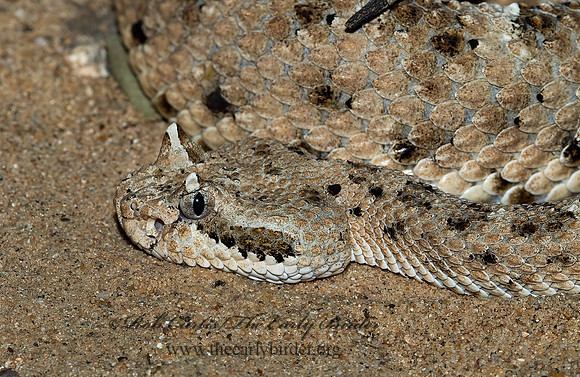 Crotalus cerastes  SIDEWINDER 6025418z
