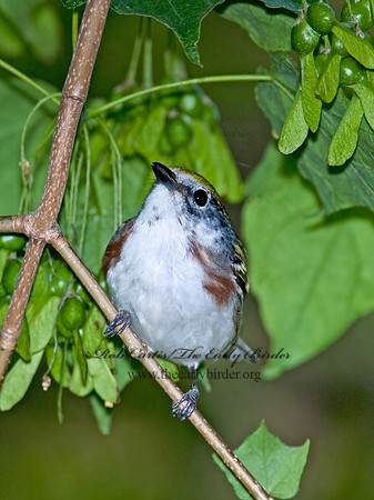 Setophaga pennsylvanica  CHESTNUT-SIDED WARBLER 6006613z