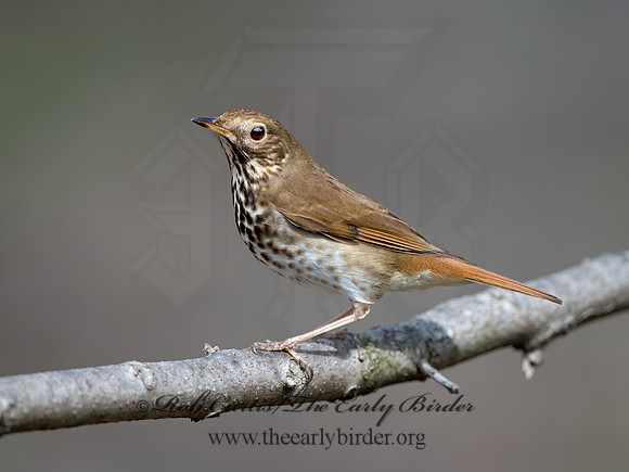 Catharus guttatus  HERMIT THRUSH 9042748z