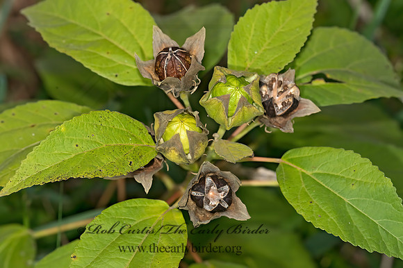 Hibiscus moscheutos  SWAMP ROSE-MALLOW~ 9014674z