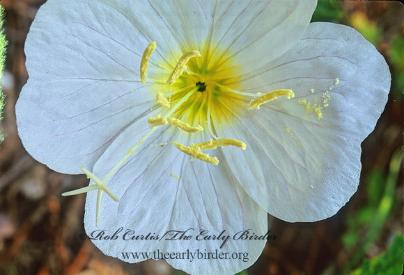Oenothera  EVENING PRIMROSE 166607z
