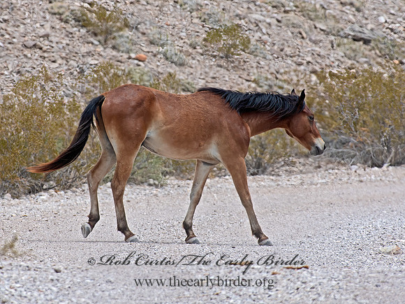 Equus caballus  HORSE 6040616z