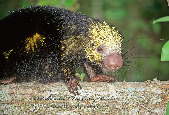 Coendou prehensilis  PREHENSILE TAIL PORCUPINE 197916z