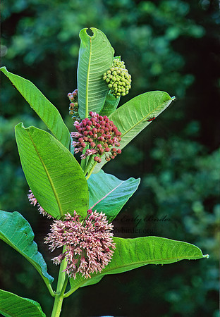 Asclepias syriaca  COMMON MILKWEED 277336z