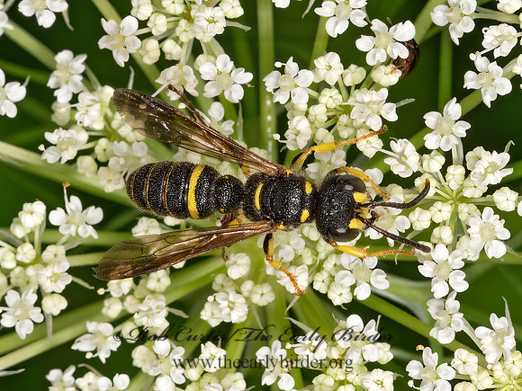 Cerceris  WEEVIL WASP 3022721z