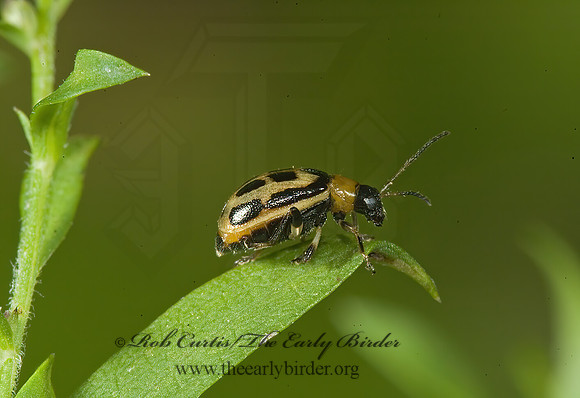 Cerotoma trifurcata 5013688z