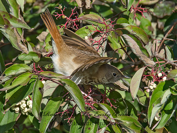 Catharus guttatus  HERMIT THRUSH 9015691z