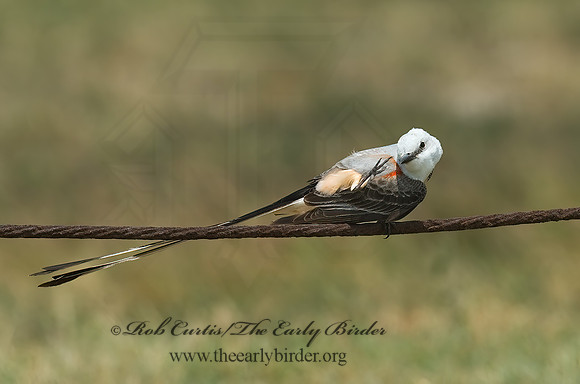 Tyrannus forficatus SCISSOR-TAILED FLYCATCHER 7005109z