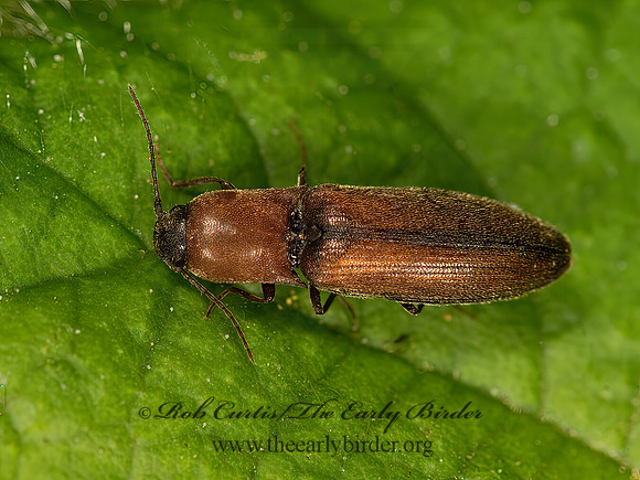 Dalopius  CLICK BEETLE 9058558z