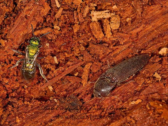 Melanotus communis grp 9014818z
