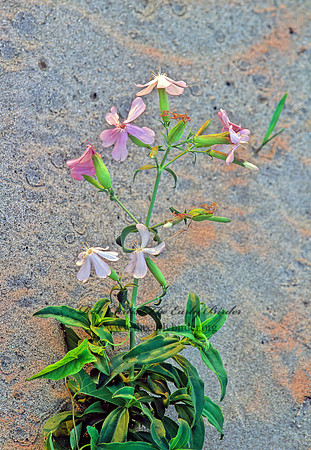 Saponaria officinalis  BOUNCING BET 244622z