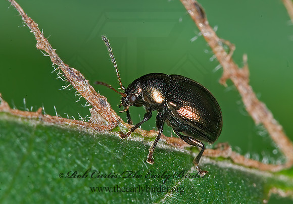 Brachypnoea margeatae or convexa 6010803z