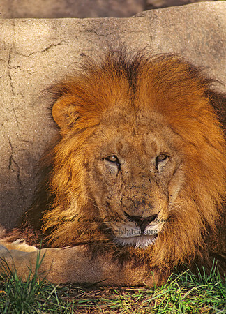 Panthera leo  AFRICAN LION  96921z