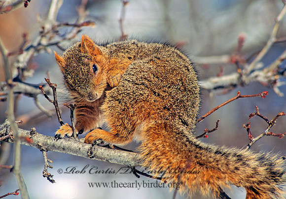 Sciurus niger  FOX SQUIRREL 100104z