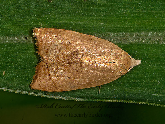 Coelostathma discopunctana  THE BATMAN MOTH 3026140z