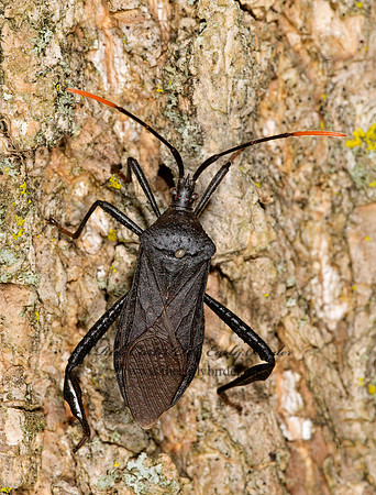 Acanthocephala terminalis 9003452z