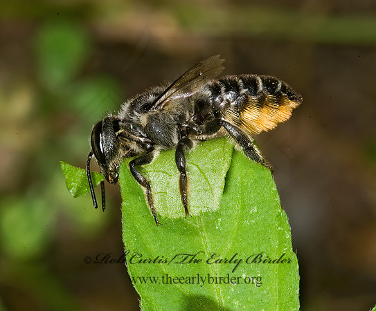 Megachile mendica 8008181z