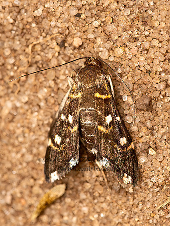 Diathrausta  CRAMBID SNOUT MOTH 9047378z