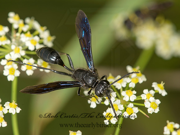 Isodontia philadelphica  GRASS-CARRYING WASP 9040534z