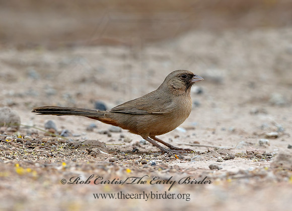 Melozone aberti  ABERT'S TOWHEE 9056820 copyz