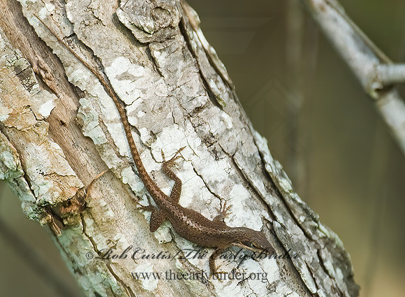Anolis carolinensis  GREEN ANOLE 7003424z