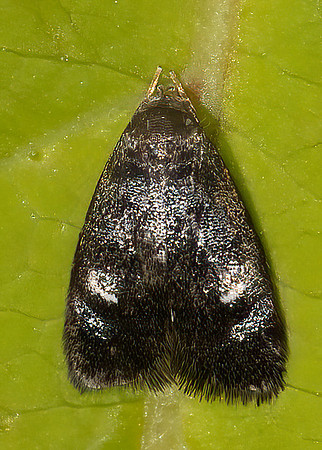 Menesta tortriciformella  DEPRESSARIID MOTH 9031889z