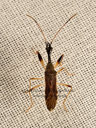 Myodocha serripes  LONG-NECKED SEED BUG 9048217z