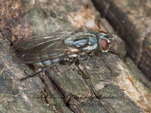 Eustalomyia festiva  ROOT-MAGGOT FLY~ 6004324 Fz