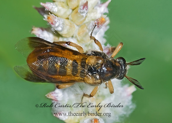 Ripiphorus rex 7005955 Ripiphorus rexz